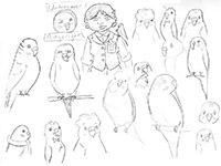 budgerigar